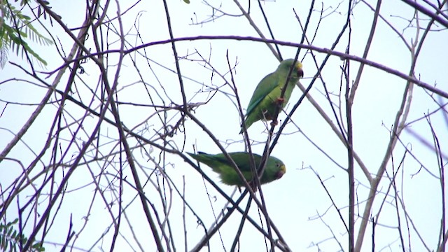 キボウシミドリインコ - ML201738831