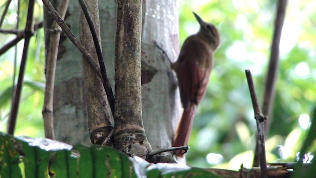 Plain-brown Woodcreeper - ML201738851