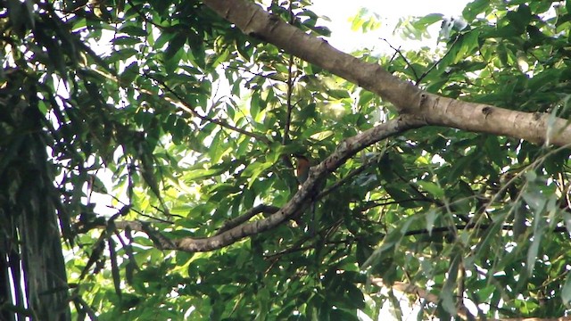 Broad-billed Motmot - ML201738861