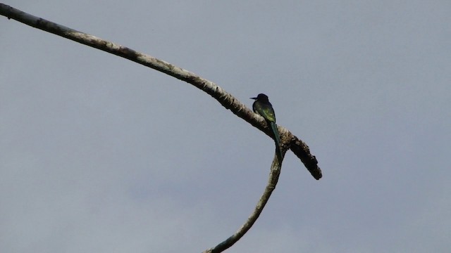 Jacamar à longue queue - ML201738891