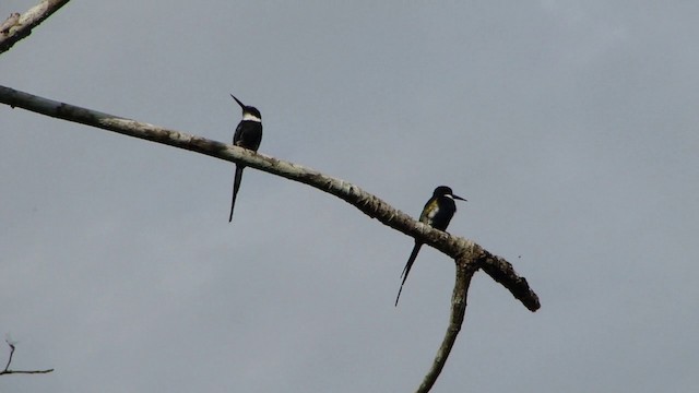 Jacamar à longue queue - ML201738901