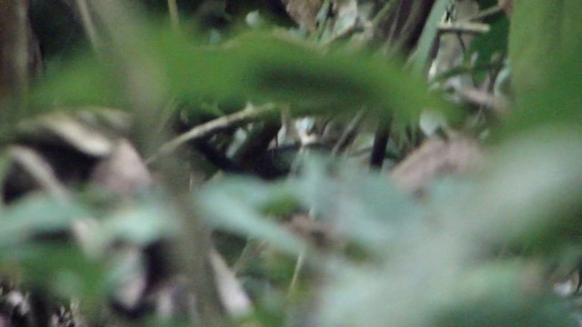 Plain-throated Antwren - ML201738911