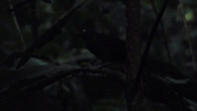 Plumbeous Antbird - ML201738951