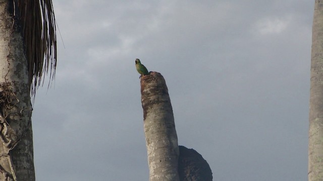 Red-bellied Macaw - ML201739001