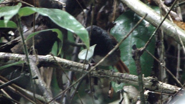 Chestnut-tailed Antbird - ML201739021