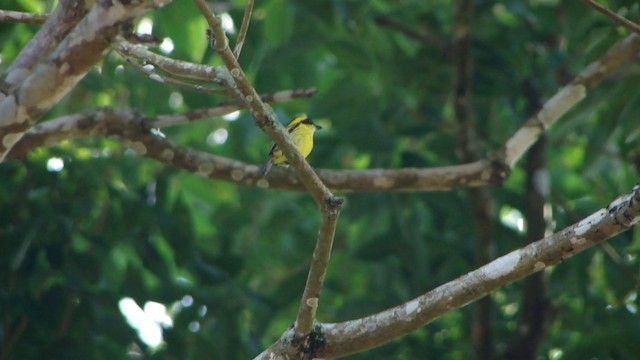 Yellow-browed Tody-Flycatcher - ML201739091
