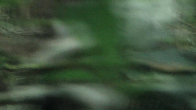 Темнохвостая иглохвостка - ML201739151