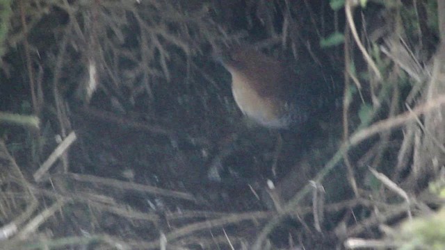 Rufous-faced Crake - ML201739161