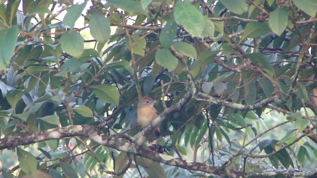 Planalto Slaty-Antshrike - ML201739201