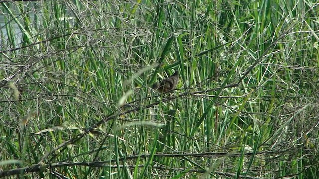Rufous-sided Crake - ML201739211
