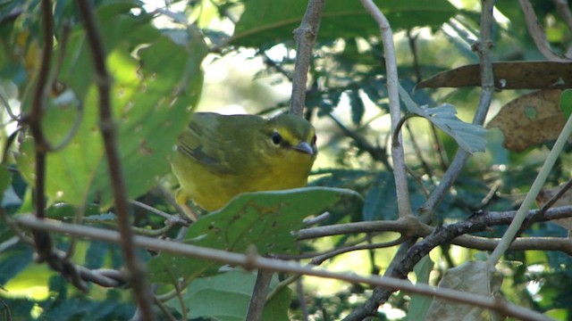 Flavescent Warbler - ML201739231