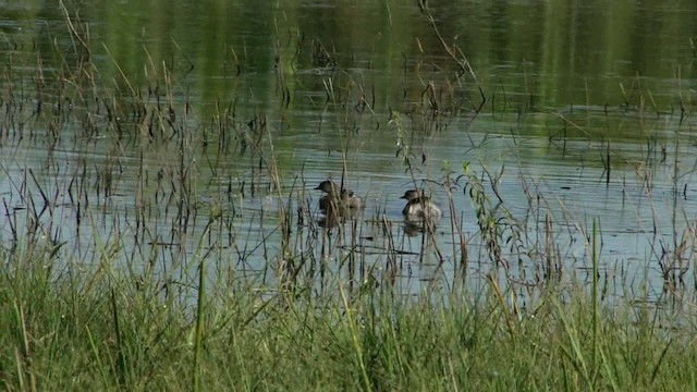 Least Grebe - ML201739241