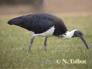 Straw-necked Ibis - ML201739281