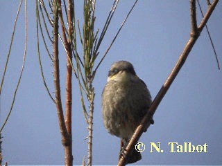 Singing Honeyeater - ML201739341