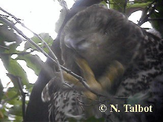 Powerful Owl - ML201739351