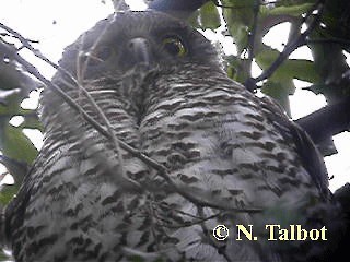 Powerful Owl - ML201739361