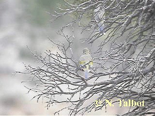 rosela modrokřídlá (ssp. haematogaster/pallescens) - ML201739371