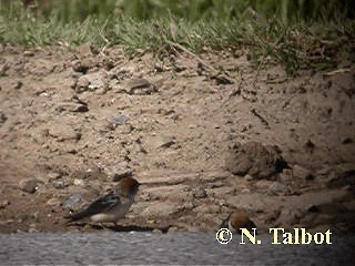 Golondrina Ariel - ML201739411