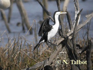 Pied Cormorant - ML201739421