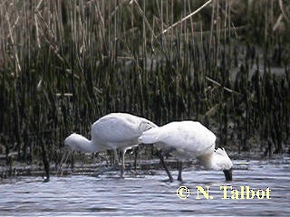 Yellow-billed Spoonbill - ML201739431