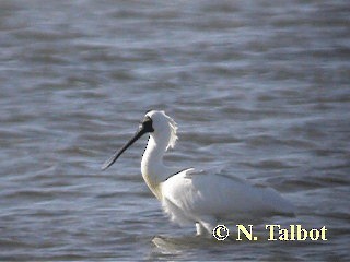 Royal Spoonbill - ML201739441