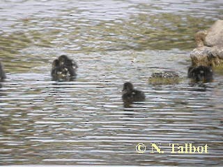 Chestnut Teal - ML201739451