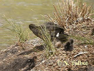 Chestnut Teal - ML201739461