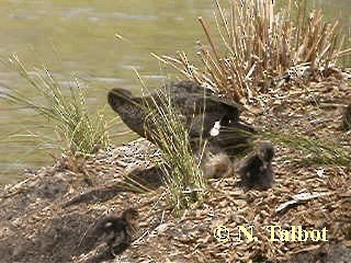 Chestnut Teal - ML201739461