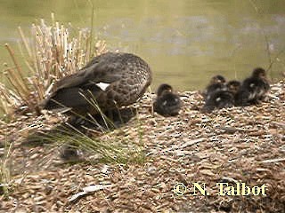 Chestnut Teal - ML201739471
