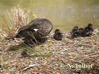 Chestnut Teal - ML201739471