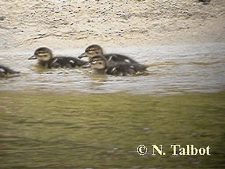 Chestnut Teal - ML201739481