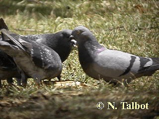 Pigeon biset (forme domestique) - ML201739501