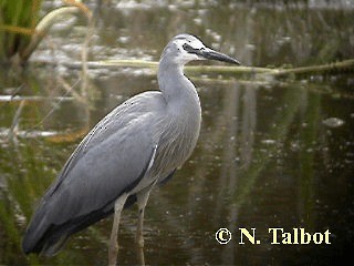 White-faced Heron - ML201739511