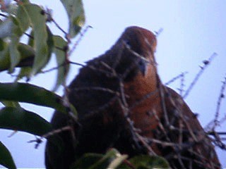 Brown Cuckoo-Dove - ML201739591