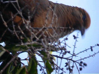 Brown Cuckoo-Dove - ML201739601
