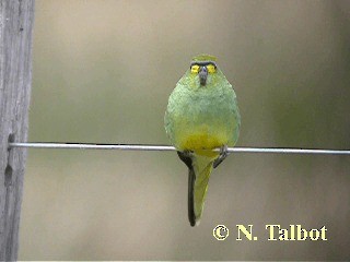 Blue-winged Parrot - ML201739611