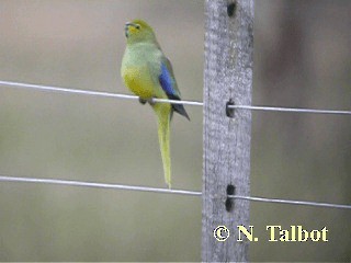 ワカバインコ - ML201739621