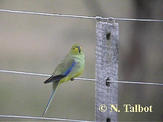 Blue-winged Parrot - ML201739631