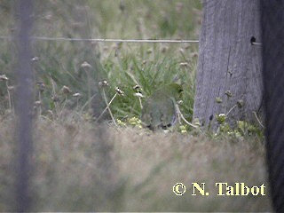 Blue-winged Parrot - ML201739641