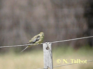 Blue-winged Parrot - ML201739651