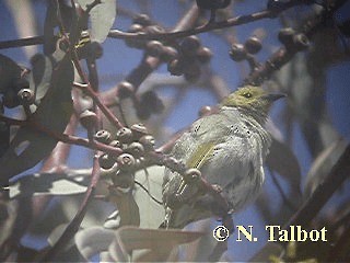 White-plumed Honeyeater - ML201739661