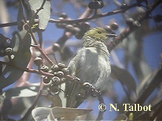 White-plumed Honeyeater - ML201739671