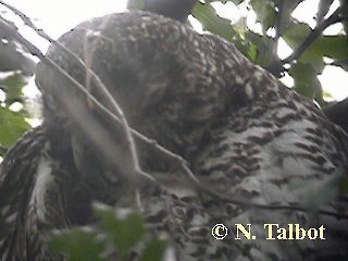 Powerful Owl - ML201739681