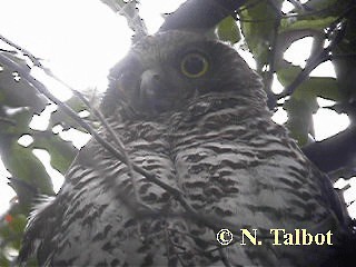 Powerful Owl - ML201739691