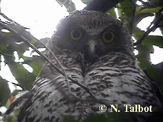 Powerful Owl - ML201739701