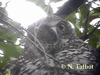 Powerful Owl - ML201739711