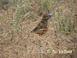 Кровавобрюхий попугайчик (haematogaster/pallescens) - ML201739731