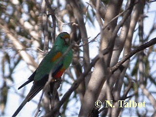 Разноцветный попугайчик - ML201739761