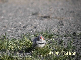 Zebra Finch (Australian) - ML201739781