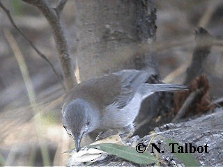 Gray Shrikethrush - ML201739881